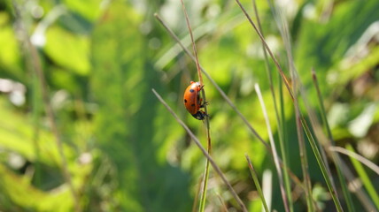 ladybug on grass