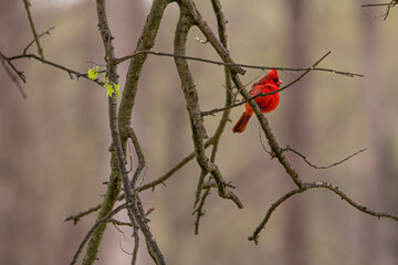 Cardinal on a branch