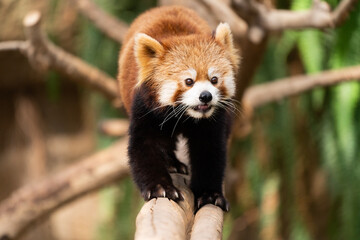 The red panda lives in the mountains from southwest China to the Himalayas.