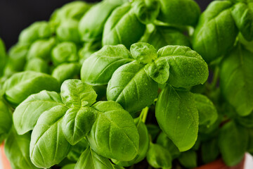 Fresh basil on a white background. Green basil. Green basil on a dark background. Food background. A lot of basil.