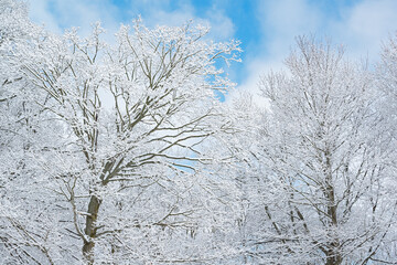 Winter landscape of snow flocked forest, Yankee Springs State Park, Michigan, USA
