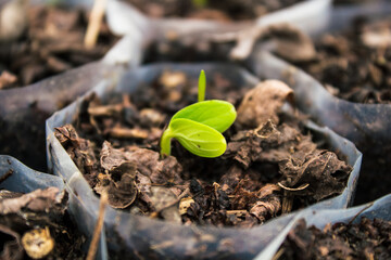 Precision sowing of seeds for pepper seedlings