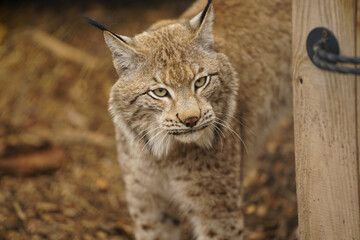 Naklejka na ściany i meble Lonely lynx bored in captivity