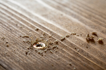Self-tapping screw screwed into a wooden board close-up. Screw for wood