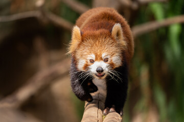 Naklejka premium The red panda lives in the mountains from southwest China to the Himalayas.