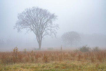 Fototapeta na wymiar Autumn landscape of a tall grass prairie in fog, Fort Custer State Park, Michigan, USA