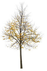 Maple treel, fall season, it has yellow leaves, cutout isolated tree on white background.