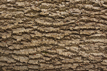 Texture of the old ash bark