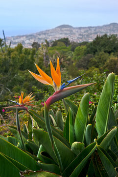 Bird of paradise flower head, Funchal city on background