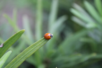 ladybug on grass