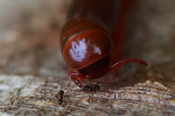 red ant on the ground