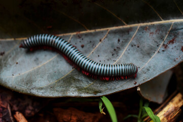 caterpillar on a leaf