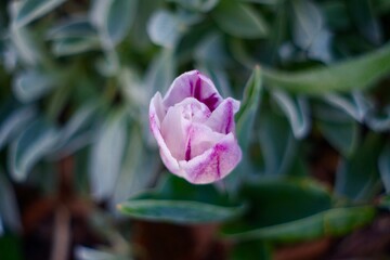 White spring blossom on a frosty morning