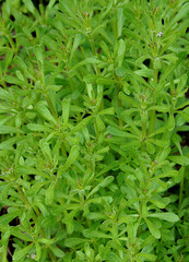 The Cleavers Galium aparine