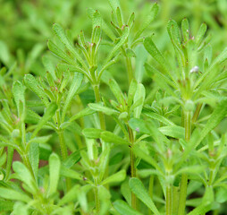 The Cleavers Galium aparine