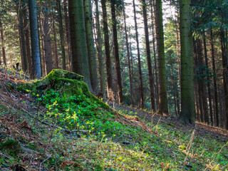 moss on a tree in the sun 