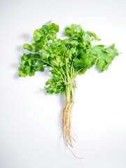 Fresh coriander leaves on white background