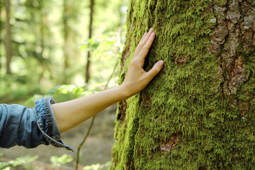 Girl hand touches a tree with moss in the wild forest. Forest ecology. Wild nature, wild life....
