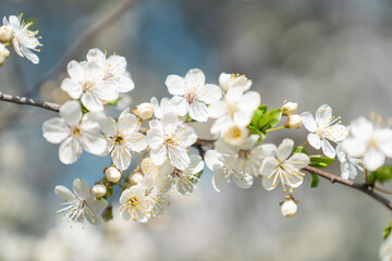 Wiosna. Kwiaty na drzewach - obrazy, fototapety, plakaty