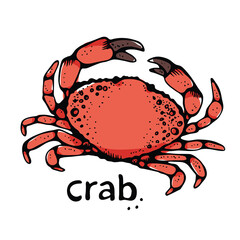 Crab vector illustration, isolated on white background