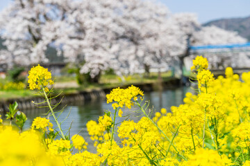 お花見 (日本 - 滋賀 - 余呉湖)