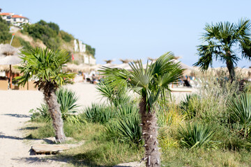 Palms in small oasis on the beach in Sveti Vlas, Bulgaria during sunny day.