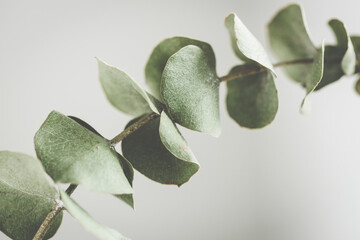 Close up view of dry eucalyptus branch. - obrazy, fototapety, plakaty