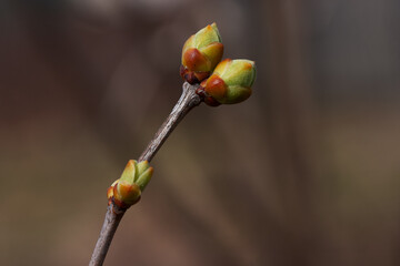 The awakening of nature in the swelling of lilac flower buds