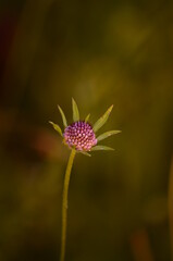 Beautiful small purple flower