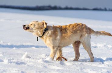 Fototapeta na wymiar Lovely dog shaking off snow standing on snowy white field