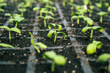 Seedlings of cucumbers in cups. Selective focus. Agriculture. Green plants