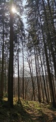 Obraz premium Wald im Spessart in Deutschland
