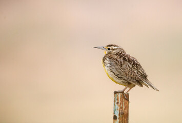 Western Meadowlark against a milky rose background at San Jacinto wildlife area