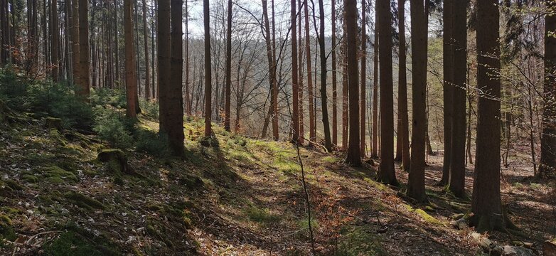 Wald im Spessart in Deutschland