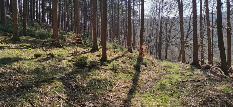Wald im Spessart in Bayern in Deutschland