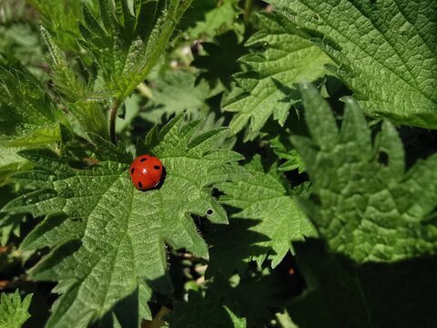 Ein roter Marienkäfer oder Herrgottskäfer auf grüner Brennnessel