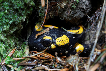 Close-up view of head of fire salamander (Salamandra Salamandra) walking out of ground soil.