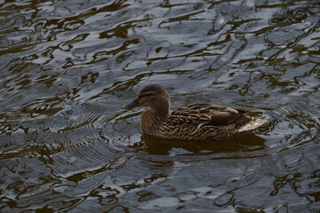 Duck in the lake. Mallard 