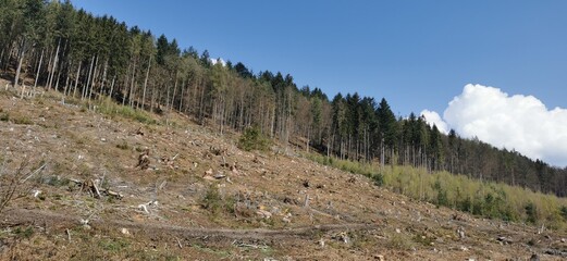 Fototapeta na wymiar Kaputter Wald