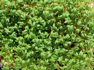 Fresh garden cress (Lepidium sativum) with water drops 