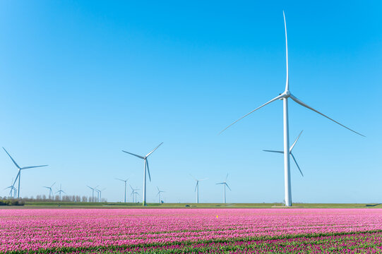 Tulips bulbs production in Netherlands, colorful spring fields with blossoming tulip flowers