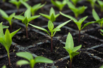 seedlings of papers in cassettes and boxes, taken in a greenhouse. paprika. Small green plants