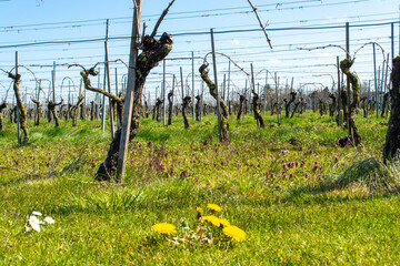 White and rose wine production on Dutch vineyards, rows of grape plants in spring, Zeeland, Netherlands