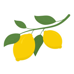Two yellow lemons on a branch. Lemon is a sour fruit high in vitamin C. Vector illustration