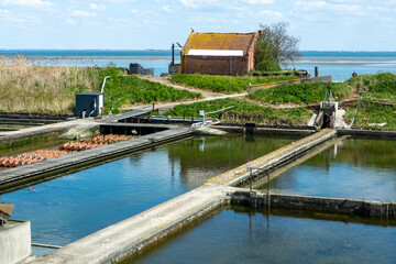 Oysters growing systems, keeping oysters in concrete oyster pits, where they are stored in crates in continuously refreshed water, fresh oysters ready for sale and consumption