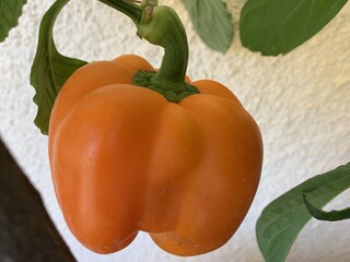 Ripe orange pepper on the vine