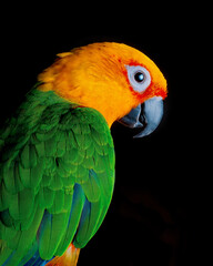 sun conure parrot