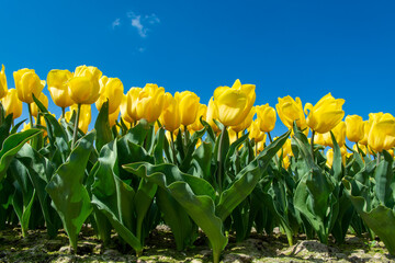 Tulips bulbs production in Netherlands, colorful spring fields with blossoming tulip flowers