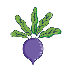 radish vegetable icon