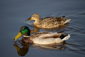 Obraz premium duck and drake